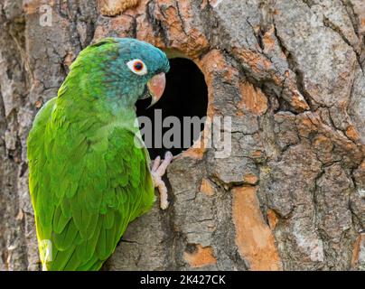 Perruque à couronne bleue / conure à couronne bleue / conure à queue fine (Tectocercus acuticaudatus) au nid dans l'arbre, perroquet néotropical d'Amérique du Sud Banque D'Images