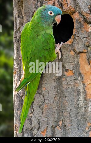 Perruque à couronne bleue / conure à couronne bleue / conure à queue fine (Tectocercus acuticaudatus) au nid dans l'arbre, perroquet néotropical d'Amérique du Sud Banque D'Images