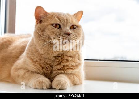 Le chat rouge écossais se trouve sur le rebord de la fenêtre Banque D'Images