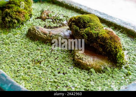 Gros plan des algues et des duckadweed qui poussent à la surface du réservoir de poisson Banque D'Images