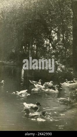 Canards dans le jardin du lac à la Villa Borghèse, Rome, Italie 1920s Banque D'Images