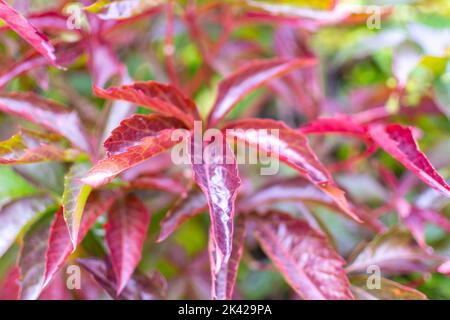 Virginia super-réducteur dans les couleurs de l'automne. Banque D'Images