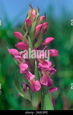 Dactylorhiza incarnata var. Imaculata (Orchidaceae). Image de l'échantillon de type. V. 28. Passo della Futa, Barberino Val d'Elsa (FI).Toscane, Italie. Banque D'Images