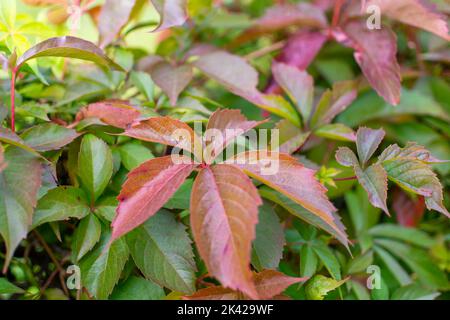 Virginia super-réducteur dans les couleurs de l'automne. Banque D'Images