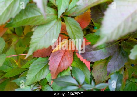 Virginia super-réducteur dans les couleurs de l'automne. Banque D'Images