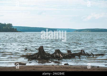 Des accrocs secs morts et des arbres dans le lac. Problèmes écologiques et structures de la plante Banque D'Images