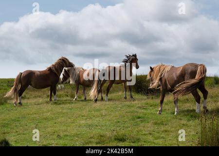 Les chevaux sauvages se déplacent librement le long de la belle route de montagne A4059 menant à Pen y Fan dans les Brecon Beacons, au pays de Galles, au Royaume-Uni. Photo : Rob Watkins/Alay Banque D'Images