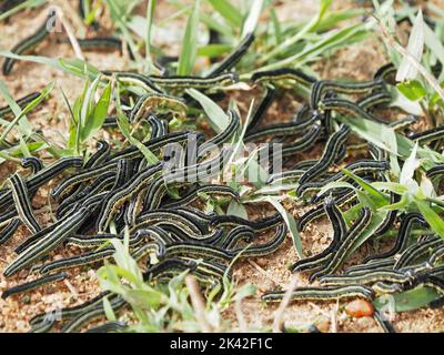 Version gregaria de l'armye africaine (Spodoptera exempta) parasites de chenille qui dévorent les cultures des agriculteurs - dans les aires de conservation de Masai Mara,Kenya,Afrique Banque D'Images