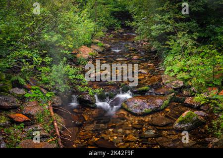 ruisseau Svatopetrsky près de la ville de Spindleruv Mlyn dans les montagnes de Krkonose en été Banque D'Images