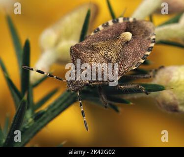 Une chienne de la tige de la tige du bouclier (Dolycoris baccarum) rampant sur la tige de la gorge. Tipperary, Irlande Banque D'Images