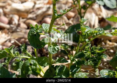 le coléoptère des pommes de terre du colorado mange des feuilles de pommes de terre avec un arrière-plan flou dans le jardin ensoleillé de près Banque D'Images