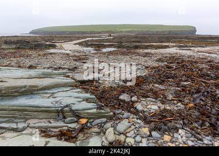Touristes marchant le long de la voie de béton à l'île de Brough de Birsay, le continent d'Orkney, Écosse, Royaume-Uni Banque D'Images