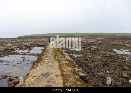 Touristes marchant le long de la voie de béton à l'île de Brough de Birsay, le continent d'Orkney, Écosse, Royaume-Uni Banque D'Images