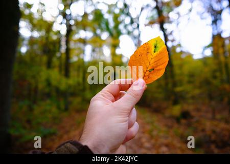 Main d'un homme tenant une feuille de hêtre colorée un jour d'automne dans la forêt. Belle ambiance d'automne avec fond de forêt. Décoloration saisonnière Banque D'Images