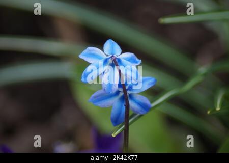 L'étoile bleue fleurit au printemps dans le jardin Banque D'Images