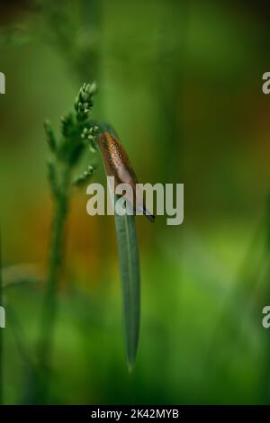 Limace assise dans l'herbe en Suède, escargot sans en-cas, limace espagnole Banque D'Images
