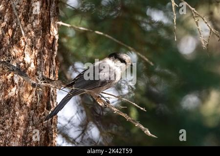 Un geai du Canada perçant sur un arbre, dans la forêt du Yukon, bel oiseau Banque D'Images