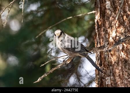 Un geai du Canada perçant sur un arbre, dans la forêt du Yukon, bel oiseau Banque D'Images