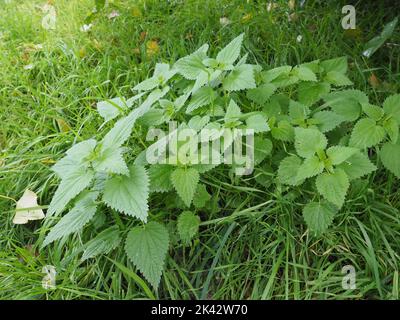 De jeunes plantes orneuses dans l'herbe pendant l'été avec de minuscules gouttelettes d'eau sur les plantes autour Banque D'Images