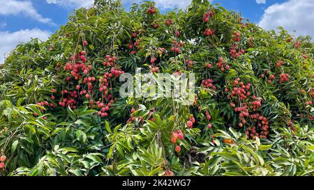Lychee sur l'arbre pour la cueillette. Banque D'Images