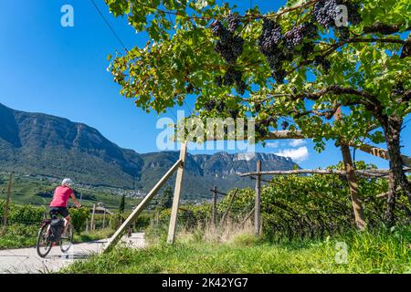 Piste cyclable à travers les zones viticoles du Tyrol du Sud, près de Caldaro sur la route du vin, peu avant la récolte du raisin, vue de la Nonsberggruppe Banque D'Images