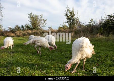 Campagne rurale paysage avec un large châtaigné blanc domestique de dinde sur l'herbe verte dans le pré, sur l'herbe verte. Ferme d'animaux biologiques. Banque D'Images