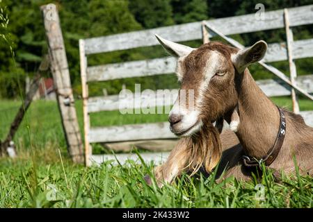 Gros plan de la chèvre de Toggenburg avec une barbe dans l'herbe sur une ferme. Banque D'Images