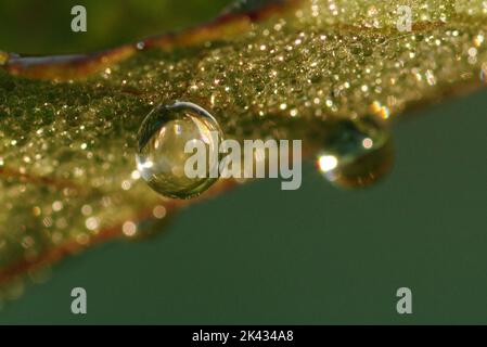 Les gouttes de rosée forment de minuscules sphères d'eau sur les feuilles des jardins aquatiques de Kenilworth. Banque D'Images