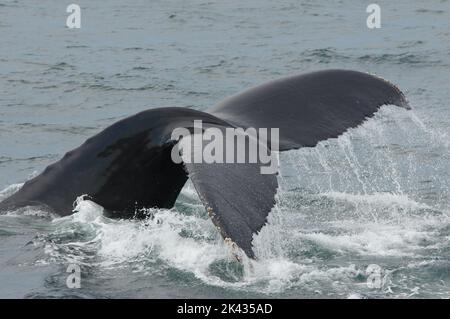 Une baleine à bosse (Megaptera novaeangliae) commence sa plongée en levant son fluke hors de l'eau au large de la côte de Provincetown, Massachusetts. Banque D'Images