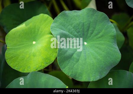 Feuilles de Lotus Sacré ou Laxmi (Nelumbo nucifera) Banque D'Images