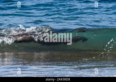 Mer ​​lion natation dans les rives.Peninsula Valdes Banque D'Images