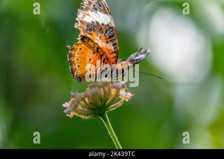 Amiral de Lorquin (Limenitis Lorquini) papillon Banque D'Images