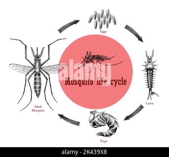 Mosquito Life cycle main dessin gravure style clip art Illustration de Vecteur