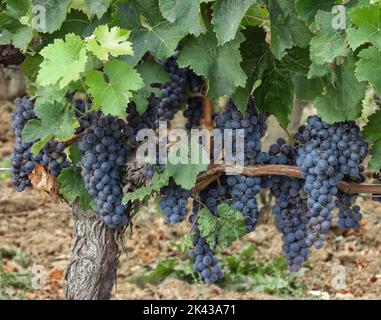 Grappes de raisins noirs accrochées sur une vigne avec un feuillage vert et un fond flou Banque D'Images