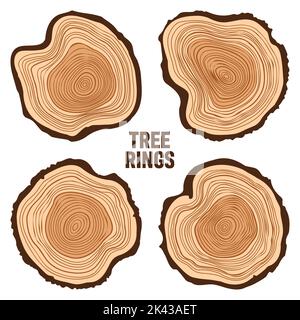 Troncs d'arbre ronds, tranches de pin ou de chêne sciées, bois d'œuvre.Bois scié, bois.Texture en bois brun avec anneaux d'arbre.Esquisse dessinée à la main.Vecteur Illustration de Vecteur