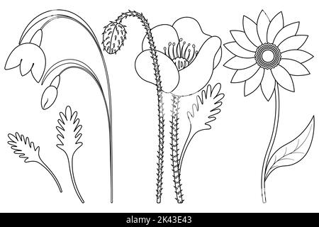 Fleurs. Esquisse. Ensemble d'illustrations vectorielles. Snowdrop, coquelicot, gerbera. Plantes délicates avec feuilles. Plantes à fleurs. Livre de coloriage pour enfants. Illustration de Vecteur