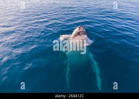 Des baleines à bosse se faussent dans une eau vivivile Banque D'Images