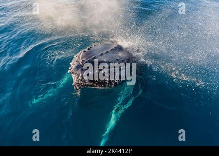 Des baleines à bosse se faussent dans une eau vivivile Banque D'Images