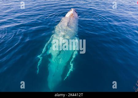 Des baleines à bosse se faussent dans une eau vivivile Banque D'Images