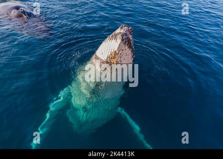 Des baleines à bosse se faussent dans une eau vivivile Banque D'Images