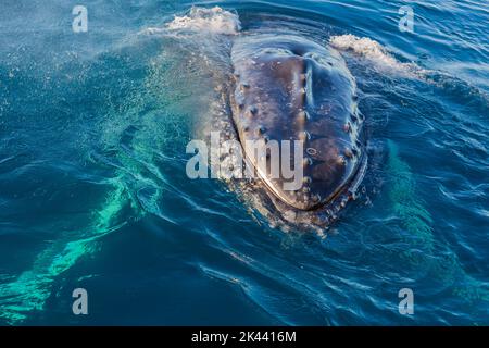 Des baleines à bosse se faussent dans une eau vivivile Banque D'Images