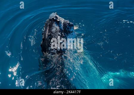 Des baleines à bosse se faussent dans une eau vivivile Banque D'Images