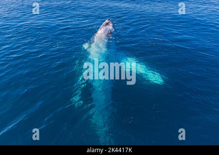 Des baleines à bosse se faussent dans une eau vivivile Banque D'Images