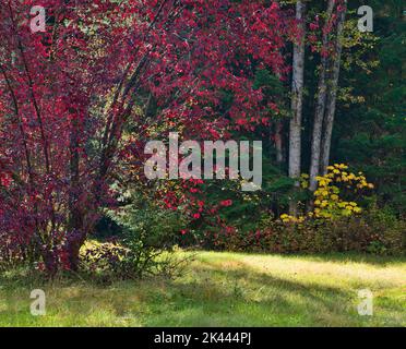 Début de l'automne avec des feuilles rouges et jaunes colorées au bord d'une forêt dans le sud-est de l'Alaska. Banque D'Images