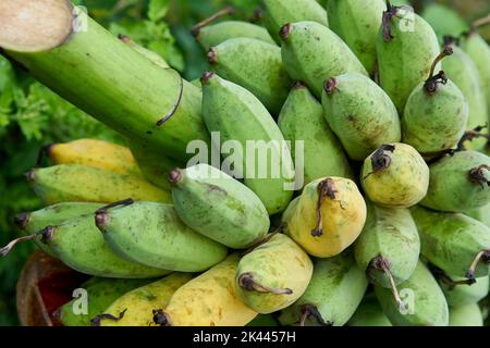 Des bananes fraîches biologiques juste coupées d'un arbre. Banque D'Images