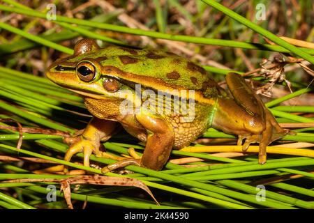 Grenouille verte et dorée australienne en voie de disparition, Litoria aurea Banque D'Images