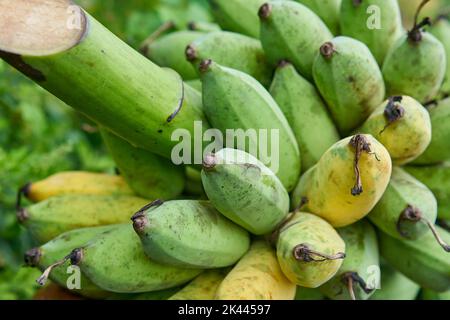 Des bananes fraîches biologiques juste coupées d'un arbre. Banque D'Images