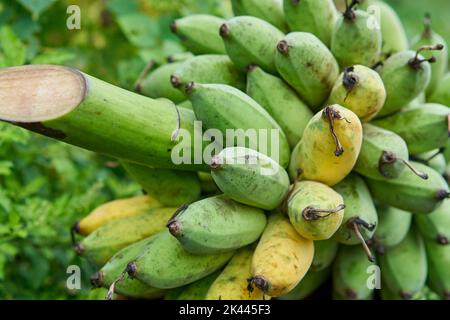 Des bananes fraîches biologiques juste coupées d'un arbre. Banque D'Images