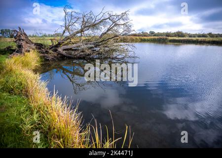 Teldau, Allemagne. 27th septembre 2022. Un arbre déraciné se trouve dans un lac dans les basses terres du Suden, dans la réserve de biosphère de l'Elbe. Une semaine de la biosphère célèbre le 25th anniversaire de la Réserve de biosphère de l'UNESCO, Flusslandschaft Elbe. Le paysage de la rivière Elbe couvre 278 660 hectares. Le 30 septembre 2022, les cinq États riverains célébreront cet anniversaire. Credit: Jens Büttner/dpa/Alay Live News Banque D'Images