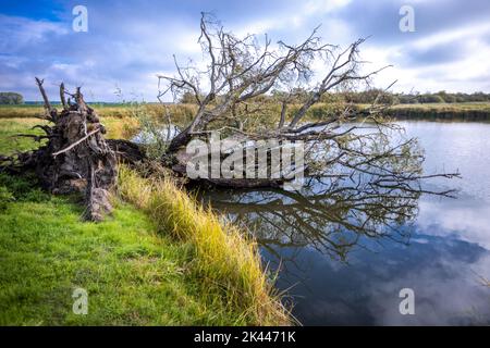 Teldau, Allemagne. 27th septembre 2022. Un arbre déraciné se trouve dans un lac dans les basses terres du Suden, dans la réserve de biosphère de l'Elbe. Une semaine de la biosphère célèbre le 25th anniversaire de la Réserve de biosphère de l'UNESCO, Flusslandschaft Elbe. Le paysage de la rivière Elbe couvre 278 660 hectares. Le 30 septembre 2022, les cinq États riverains célébreront cet anniversaire. Credit: Jens Büttner/dpa/Alay Live News Banque D'Images